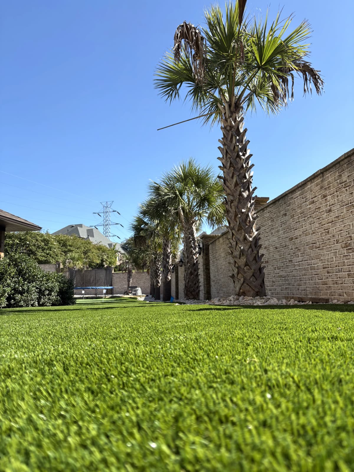 Ground-Level Backyard Turf with Palm Trees